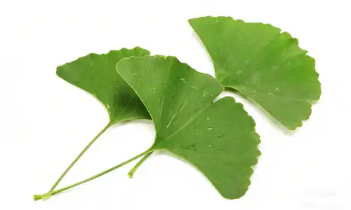 Gingko Biloba Leaf Extract Powder for Memory Support Guide